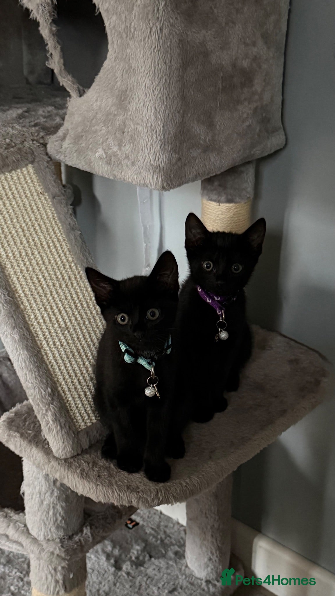 Mixed Breed cats Adorable Black Kittens Looking for Loving Homes - Advert 2