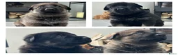 German Shepherd dogs for sale: Stunning KC Registered German Shepherd Puppies   - Advert 10