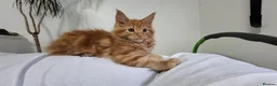 Maine Coon cats for sale: Gccf Pedigree Maine Coon kittens in Yeovil - Advert 5