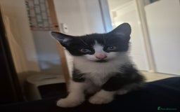 Mixed Breed cats for sale: 3 Beautiful Kittens - Advert 2