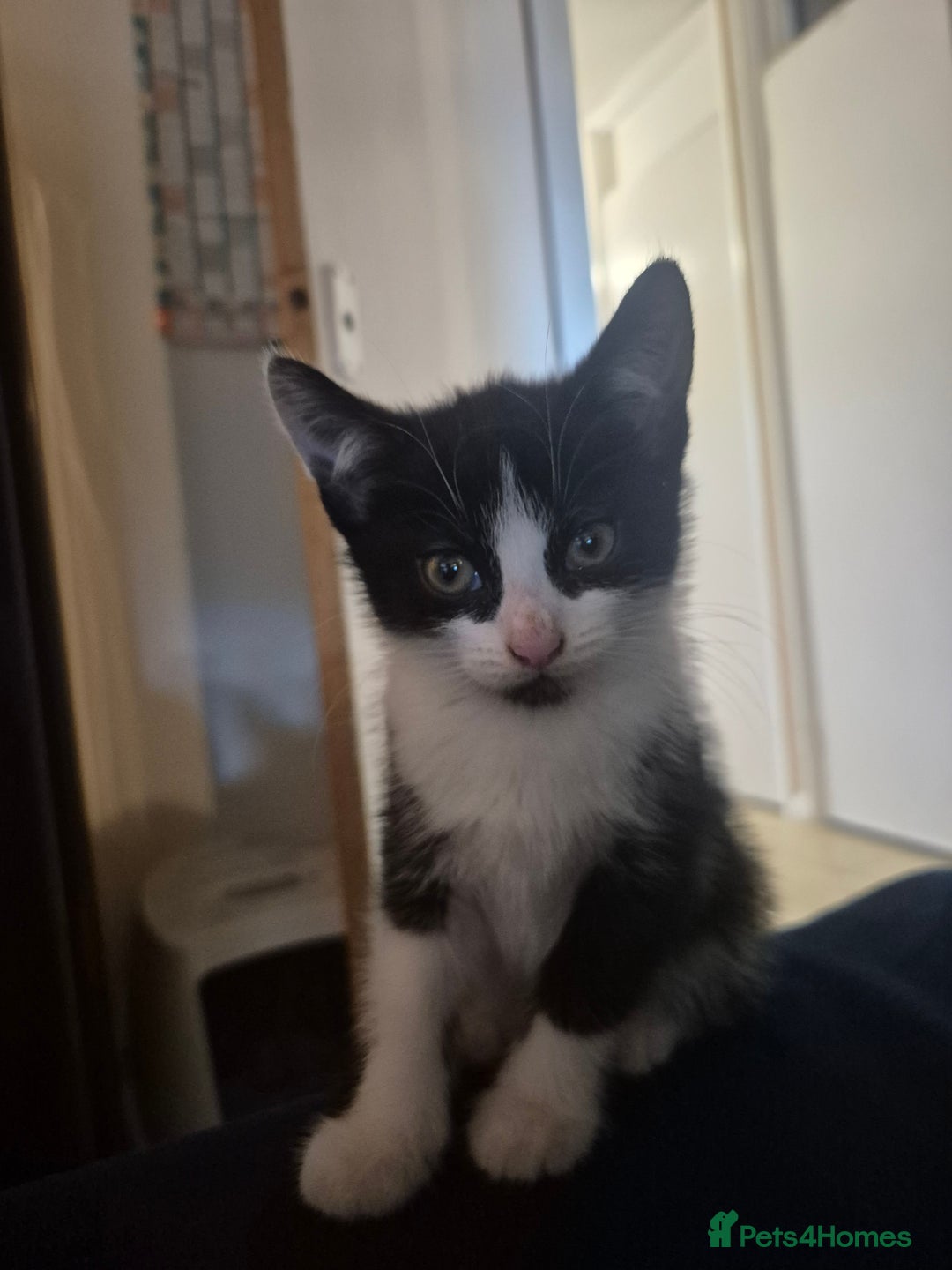 Mixed Breed cats for sale: 3 Beautiful Kittens - Advert 2