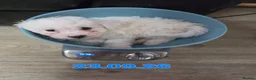 Bichon Frise dogs for sale: Male bichon frise puppies  - Advert 12