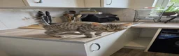 Mixed Breed cats for sale: Bengal cross and British short haired  - Advert 10