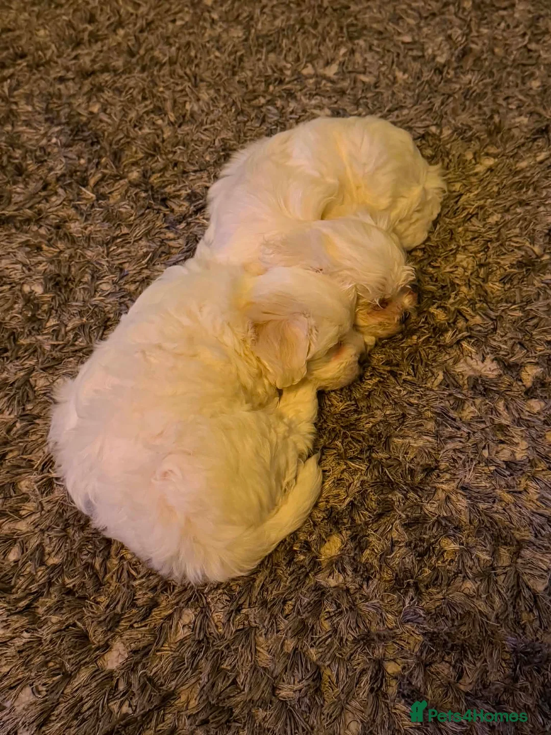 Bichon Frise dogs for sale: Puppy for sale  - Advert 2