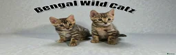 Bengal cats for sale: 3 TICA registered Bengal kittens - Advert 3