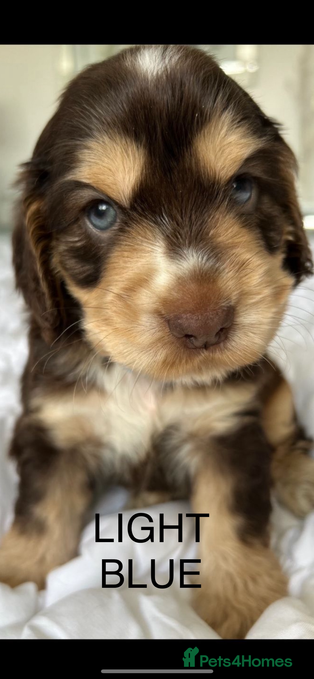 Cocker Spaniel dogs for sale: OUTSTANDING KC REG COCKER SPANIEL PUPPIES  - Image 4