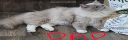 Ragdoll cats for sale: 🩵🩵 Ragdoll kittens Ready Now 🩵🩵 - Advert 9