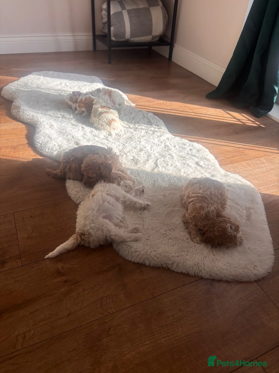 Cockapoo dogs for sale: Cockapoo puppy  - Advert 5