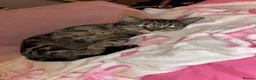Mixed Breed cats for sale: 1 year old cat  - Advert 2