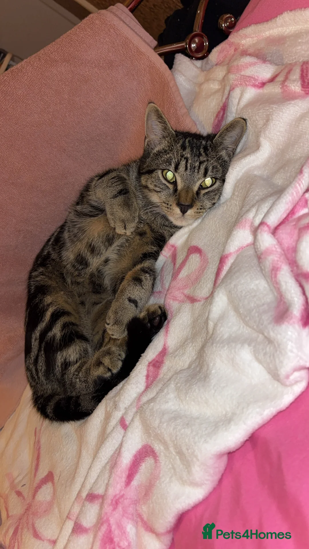 Mixed Breed cats for sale: 1 year old cat  - Advert 2