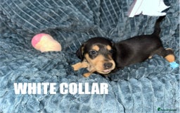 Miniature Dachshund dogs for sale: Miniature Dachshunds looking for perfect Home - Image 2