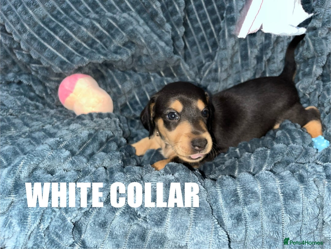 Miniature Dachshund dogs for sale: Miniature Dachshunds looking for perfect Home - Image 2