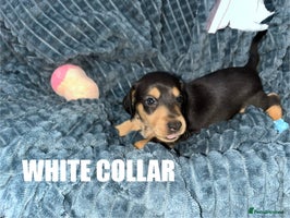 Miniature Dachshund dogs - Advert 2