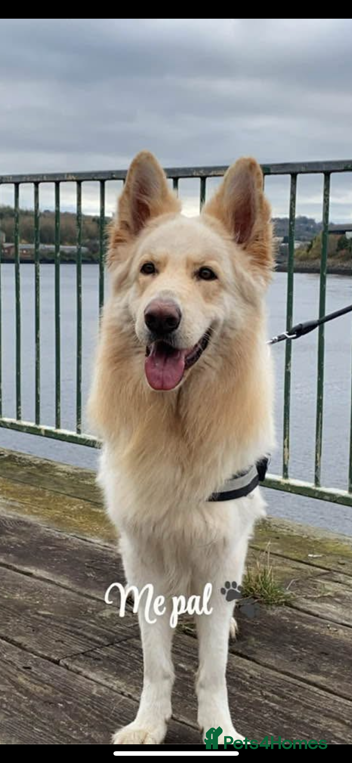 German Shepherd dogs Miss wright in Hebburn - Advert 1