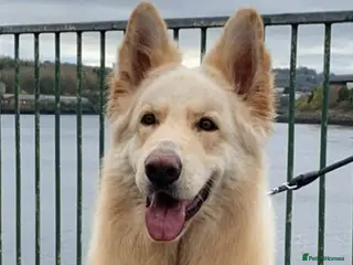 German Shepherd dogs Miss wright in Hebburn - Advert 1