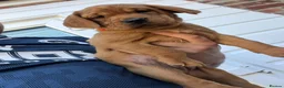 Labrador Retriever dogs for sale: Fox red labarador  - Advert 2