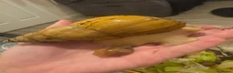 Snails invertebrates for sale: Albino giant african land snails in Nottingham - Advert 2