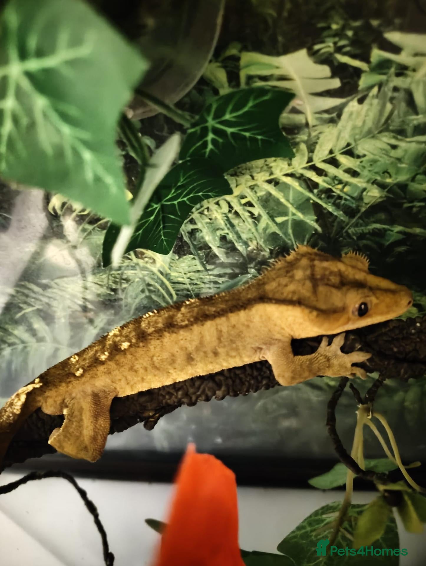 Gecko reptiles Male crested gecko dark green and and white  - Advert 8