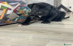 Cane Corso dogs for sale: 10 gorgeous Cane Corso  - Image 2