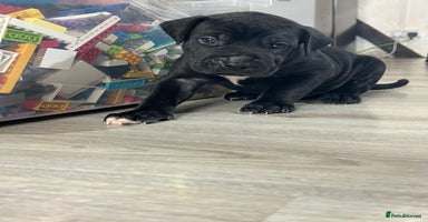 Cane Corso dogs - Advert 1