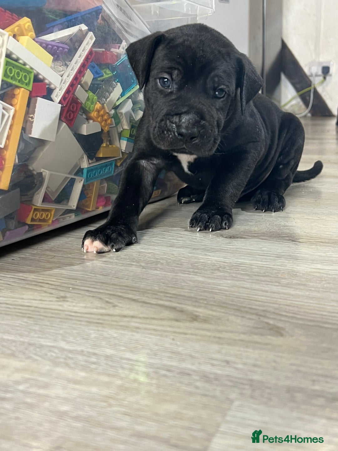 Cane Corso dogs for sale: 10 gorgeous Cane Corso  - Image 2