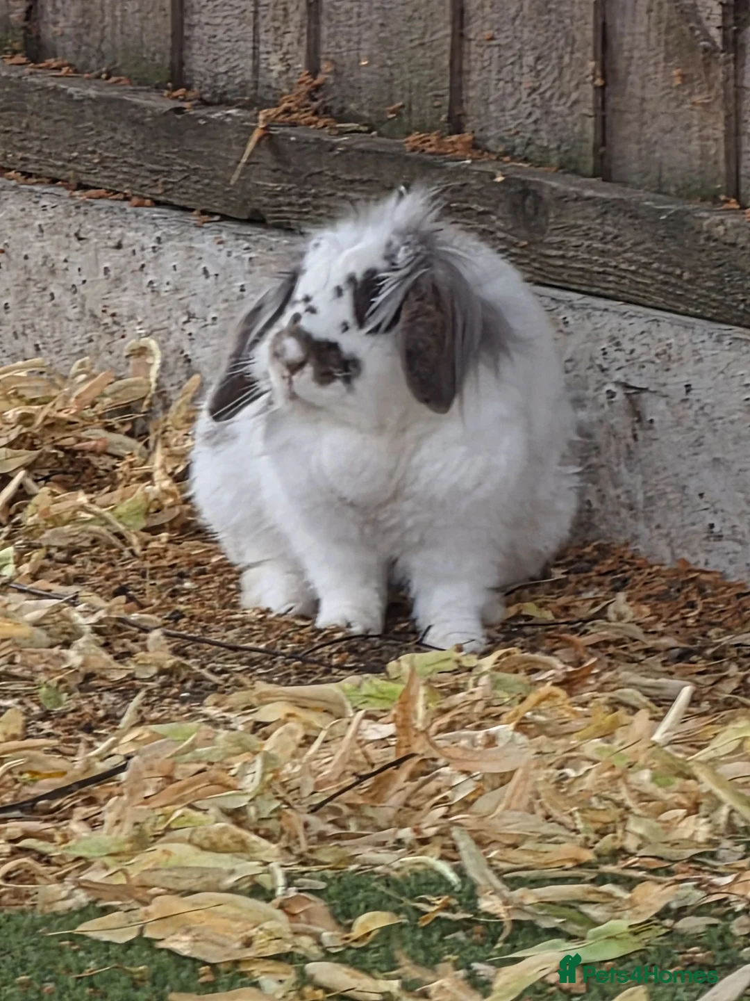 Lionhead rabbits for sale: Rabbit  in Nottingham - Advert 4