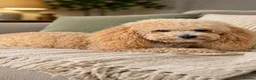 Poochon dogs for sale: F1B poochon puppies  - Advert 10