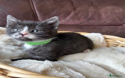 British Shorthair cats for sale: Gorgeous British Shorthair Kittens   - Image 16