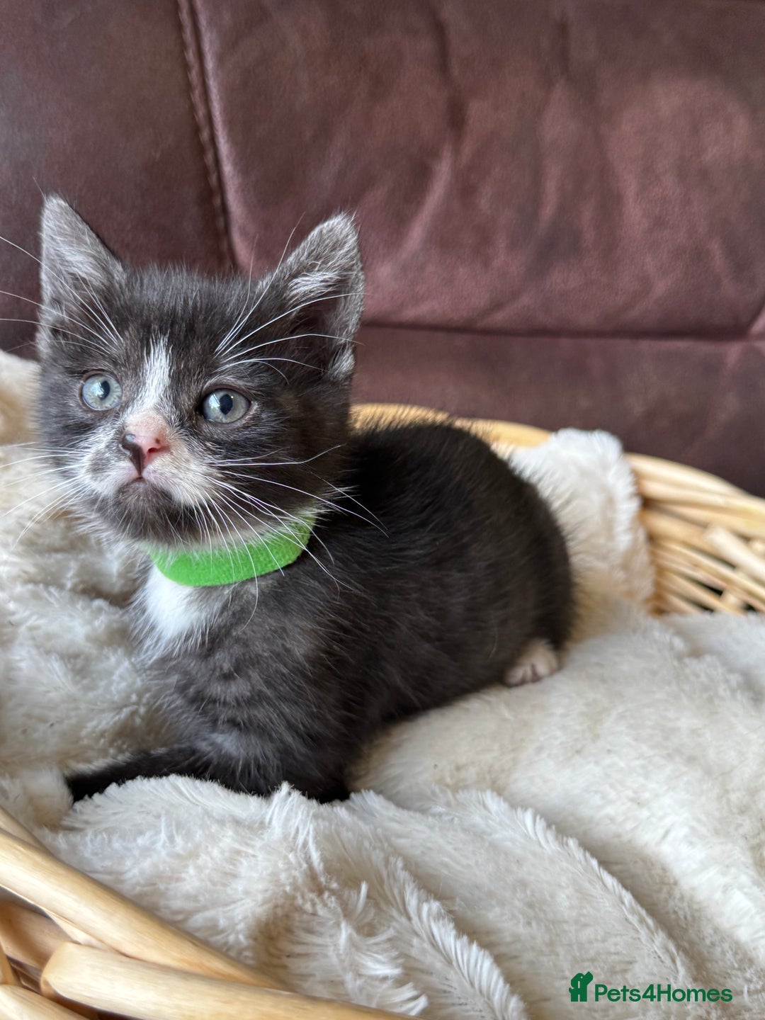 British Shorthair cats for sale: Gorgeous British Shorthair Kittens   - Image 16