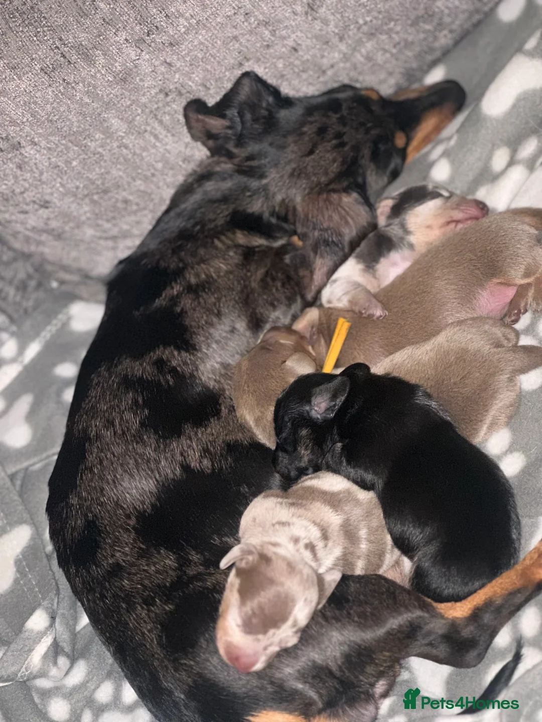 Miniature Dachshund dogs for sale: Miniature dachshund puppies - Advert 2