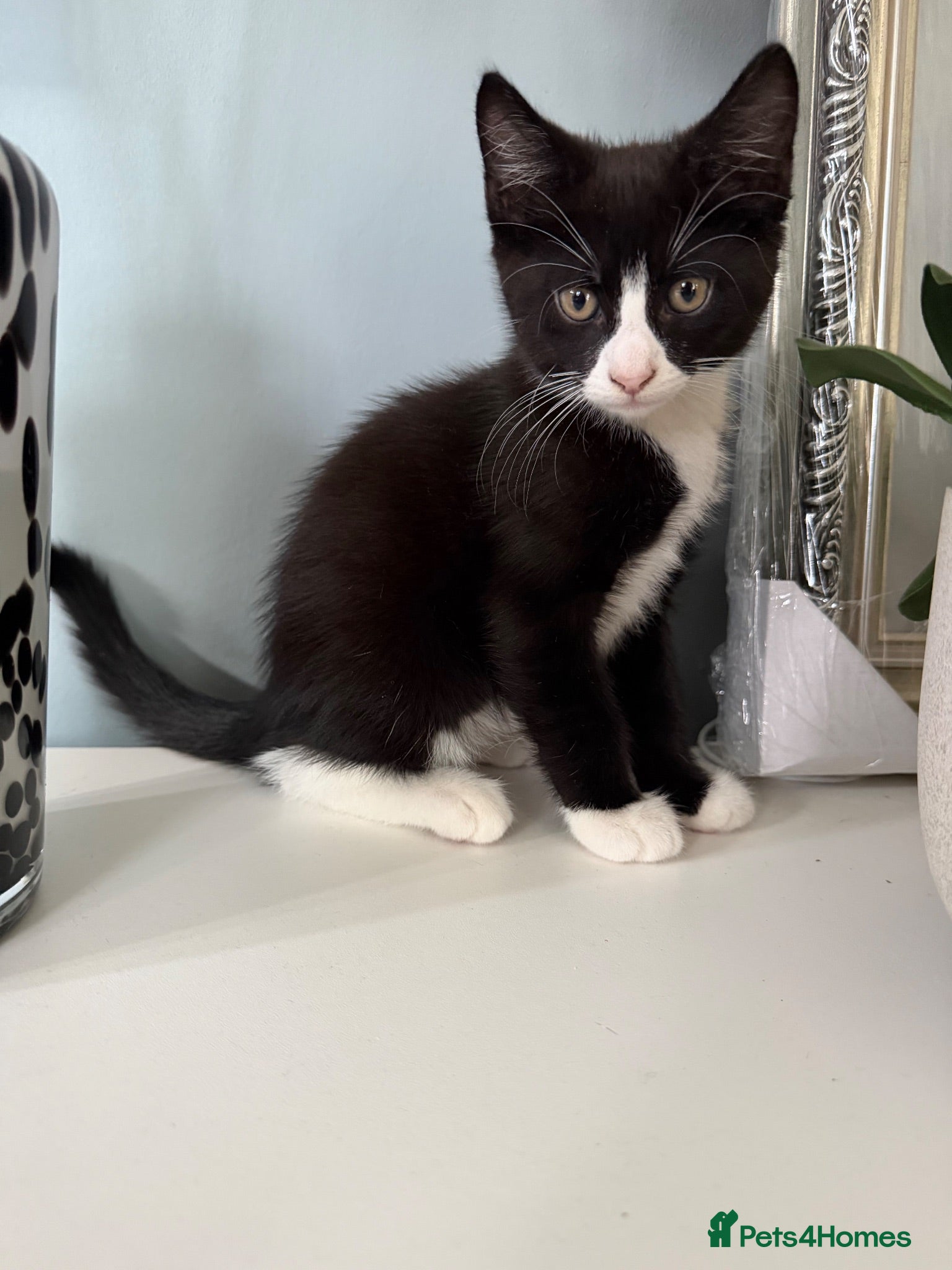 Mixed Breed cats 3 beautiful kittens for sale - Advert 20