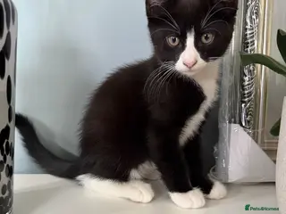 Mixed Breed cats 3 beautiful kittens for sale - Advert 1