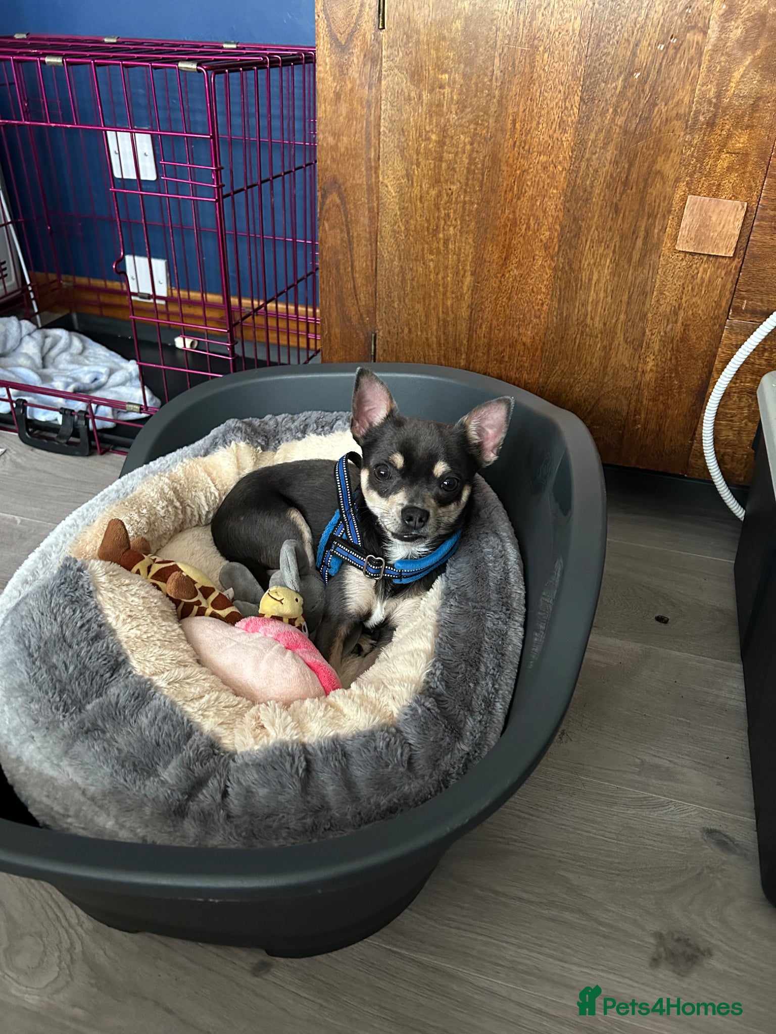 Mixed Breed dogs Chihuahua cross Whippet Puppies  - Advert 1