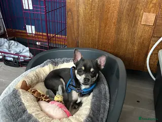 Mixed Breed dogs Chihuahua cross Whippet Puppies - Advert 5