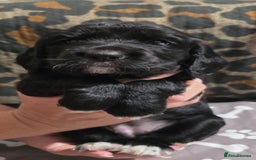 Sprocker dogs for sale: 3 Beautiful Female Sprocker puppies - Image 7