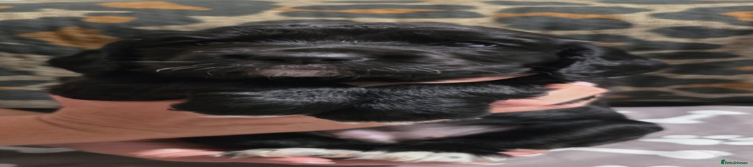 Sprocker Puppy 2 - Pink