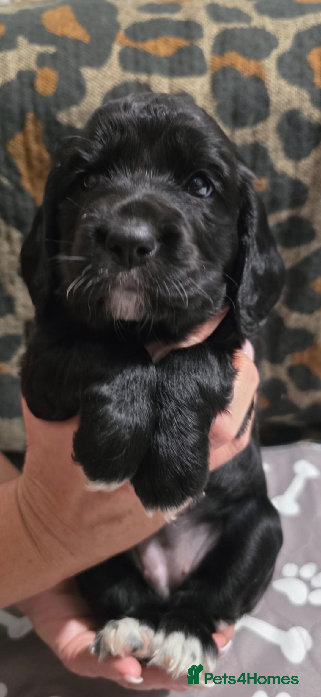 Sprocker dogs for sale: 3 Beautiful Female Sprocker puppies - Image 7