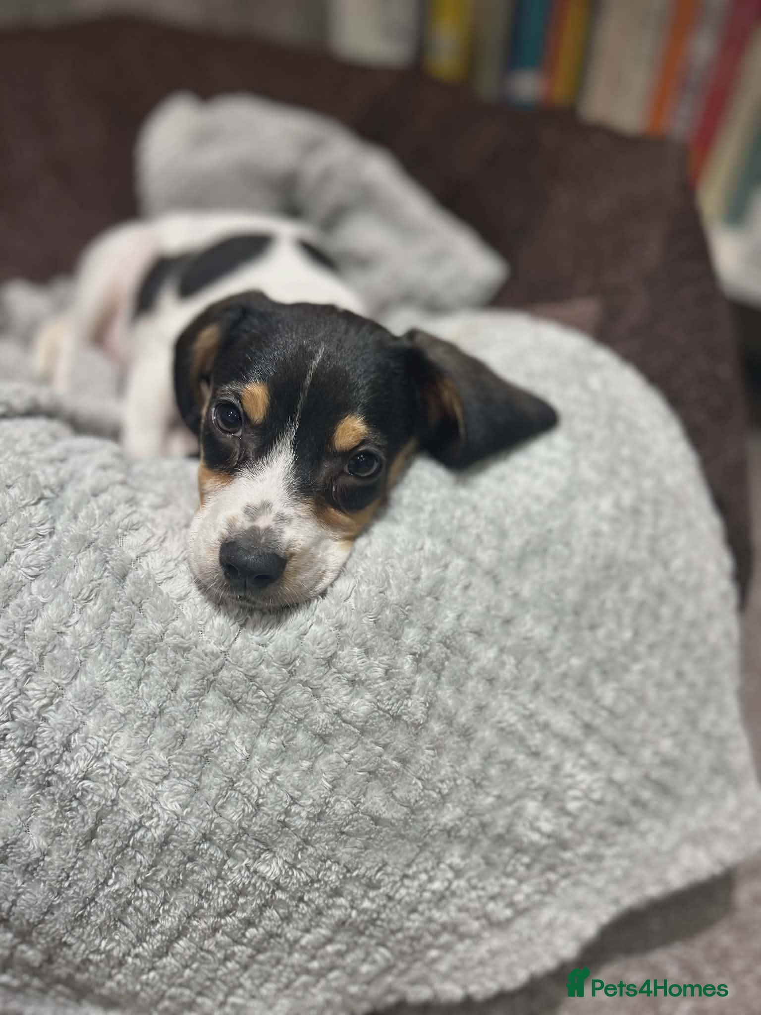 Beagle dogs 11 Week Old Beagle (Female)  - Advert 1