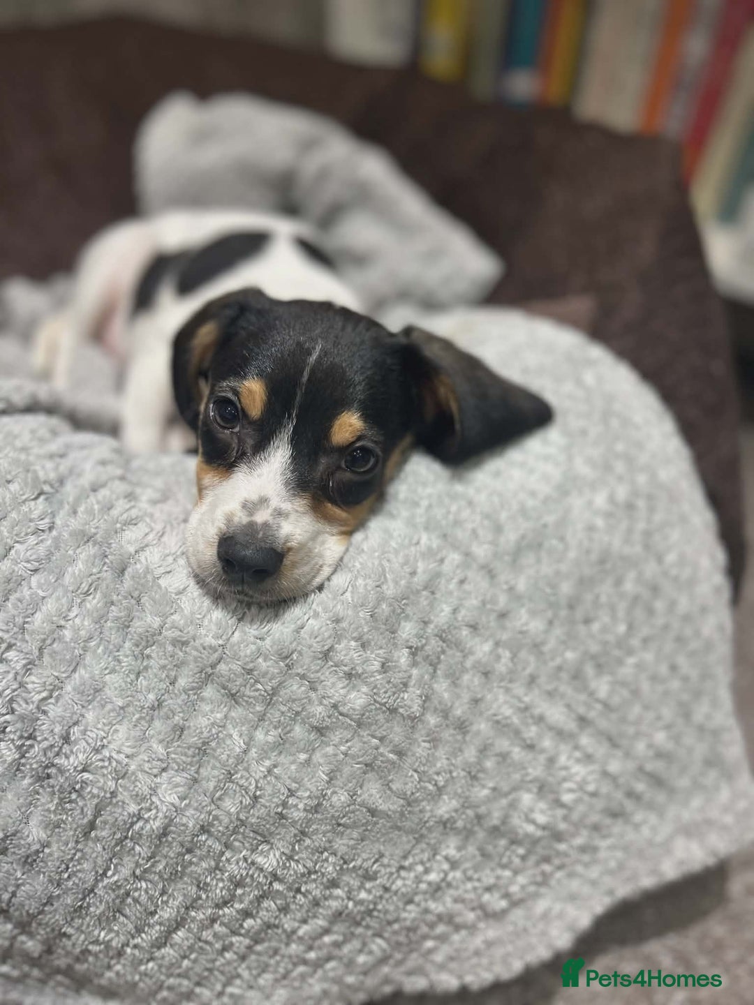 Beagle dogs for sale: 11 Week Old Beagle (Female)  - Advert 1