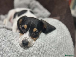 Beagle dogs 11 Week Old Beagle (Female) - Advert 3