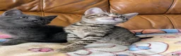 Bengal cats for sale: Adorable friendly Bengal kittens ready now!! - Advert 5