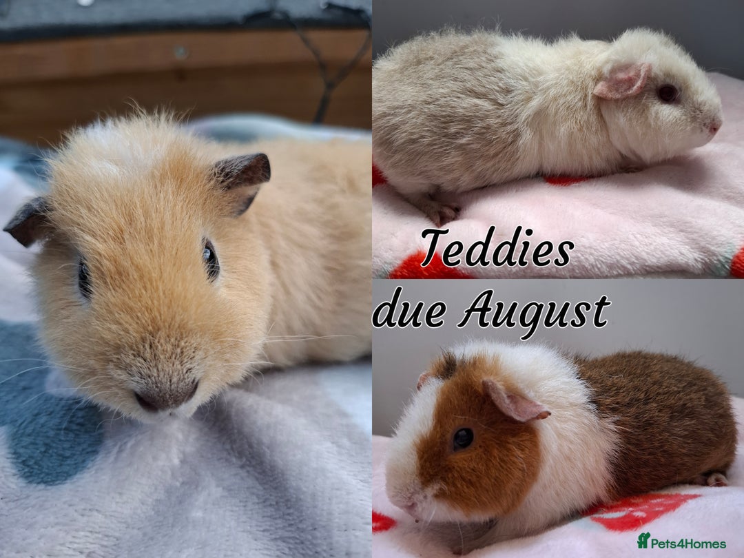 Guinea Pig rodents for sale: Beautiful Baby Guinea Pigs - Image 14