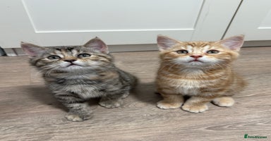 Mixed Breed cats - Advert 14
