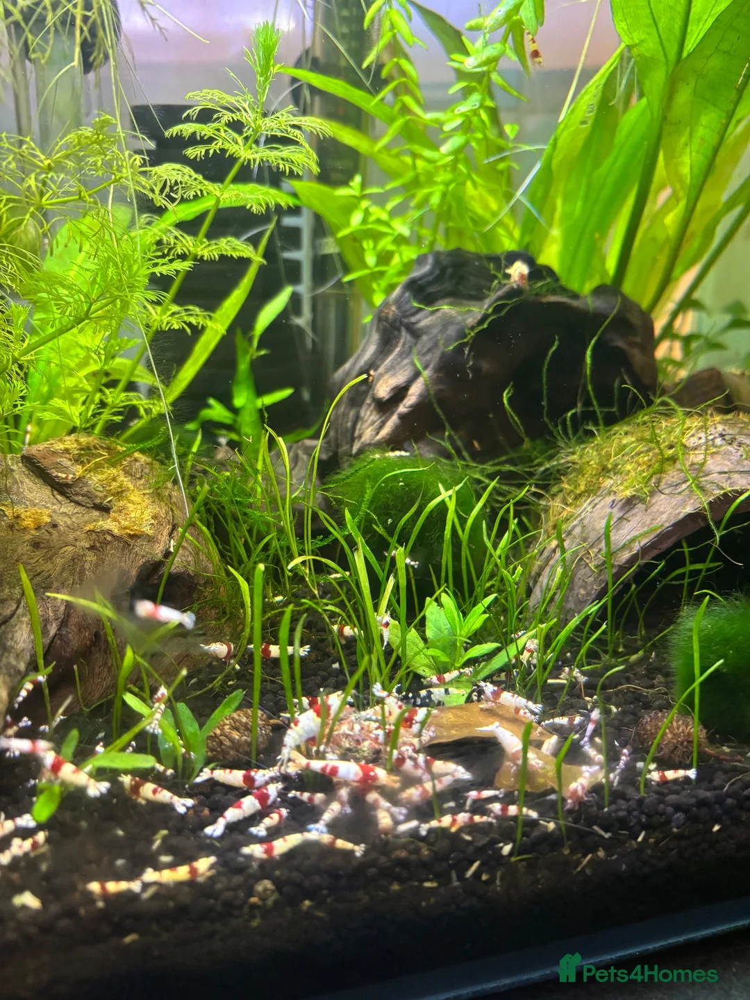Shrimps fish for sale: Crystal red shrimp  in Ulverston - Advert 2