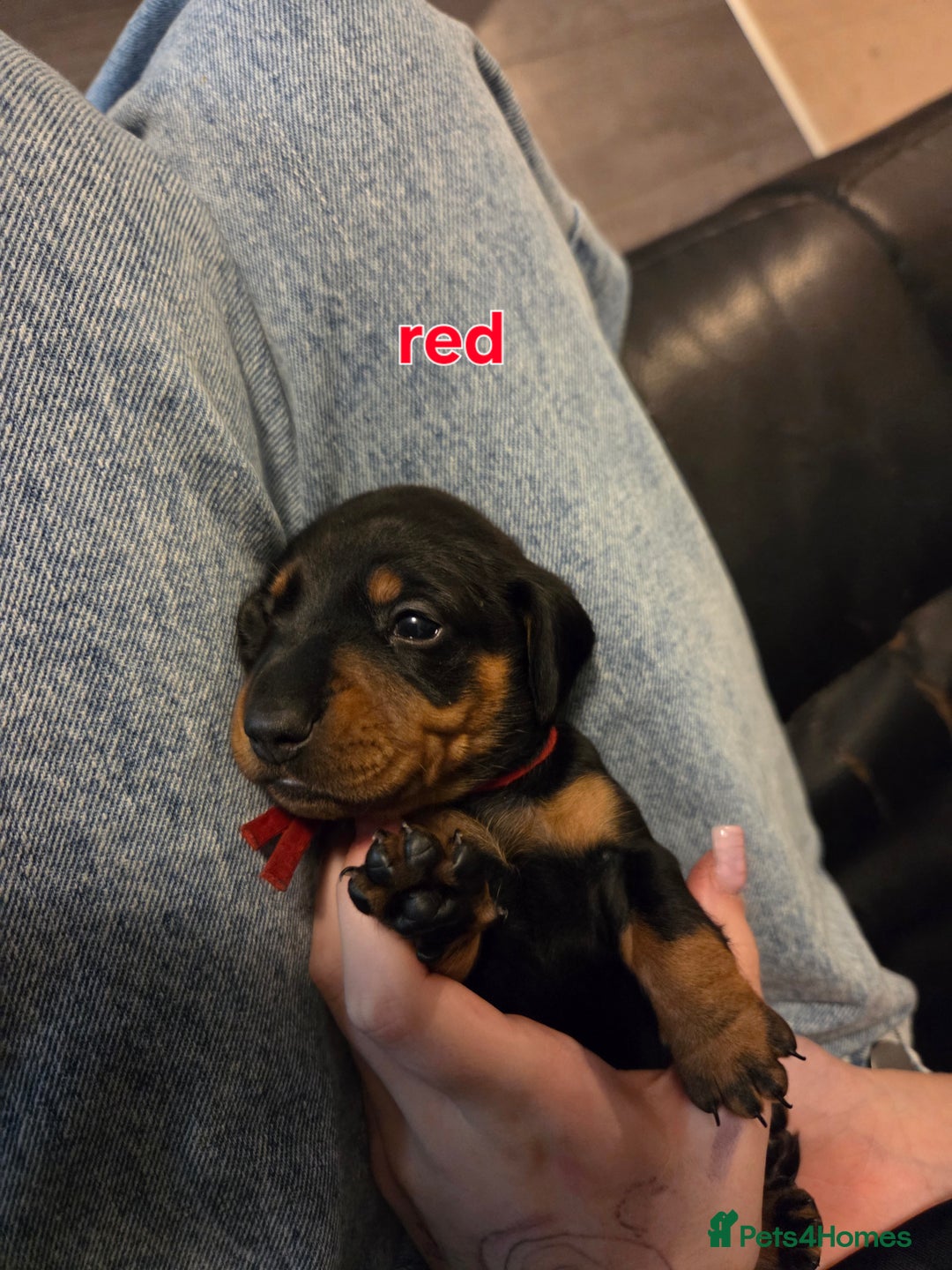 Miniature Dachshund dogs for sale: Only 4 beautiful miniature dachshund puppies - Advert 12