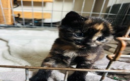 Mixed Breed cats for sale: tortoise shell female - Image 2