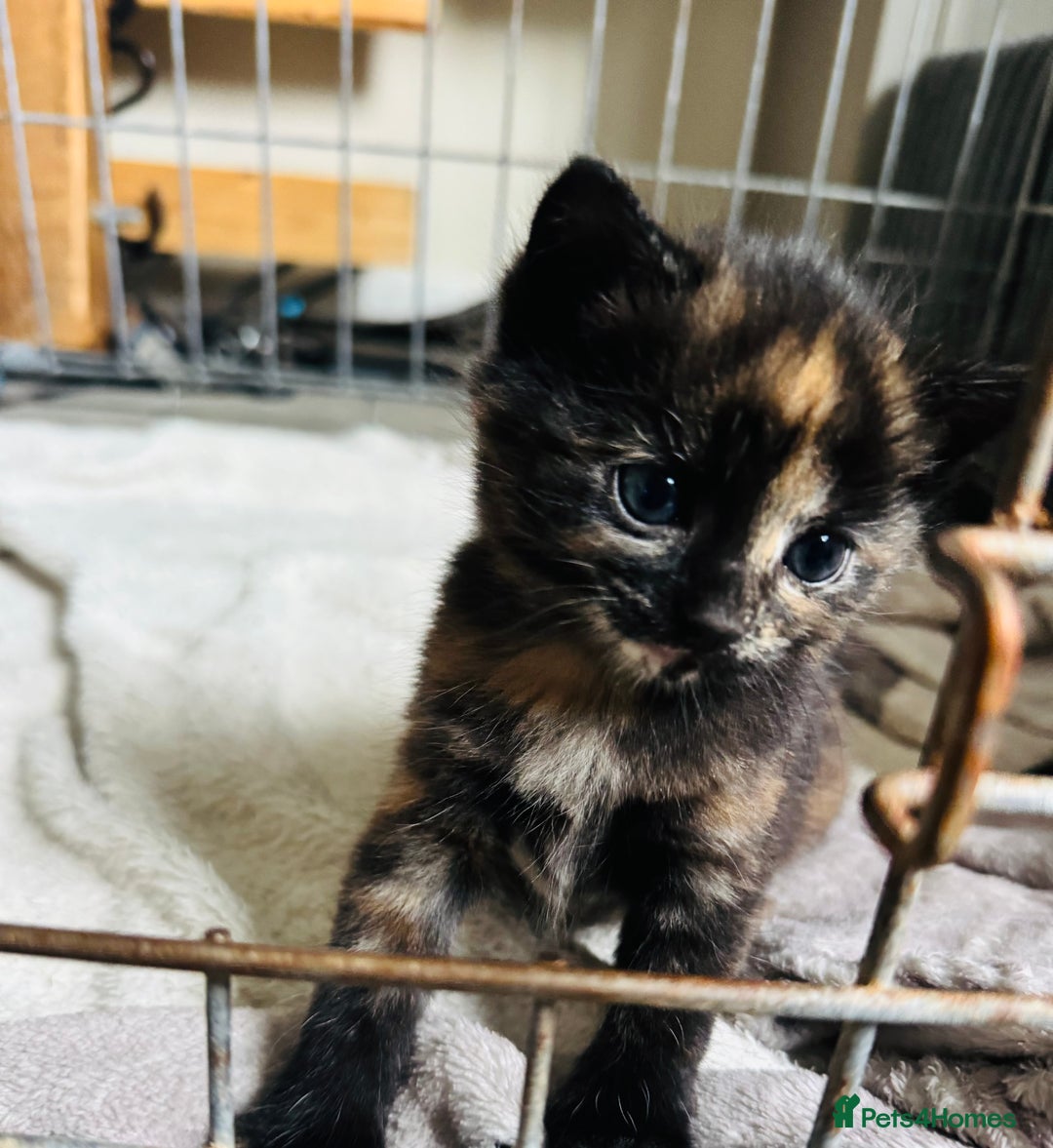 Mixed Breed cats for sale: tortoise shell female - Image 2
