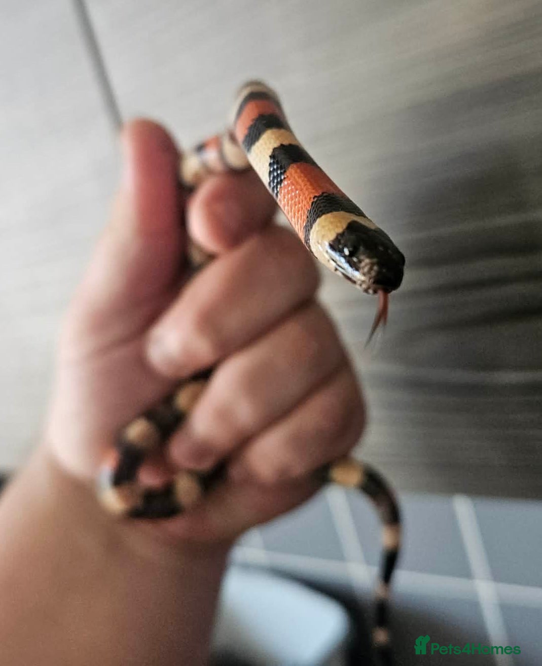 Milk Snake reptiles Baby pueblan milksnake  - Advert 1