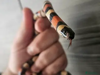 Milk Snake reptiles Baby pueblan milksnake - Advert 3