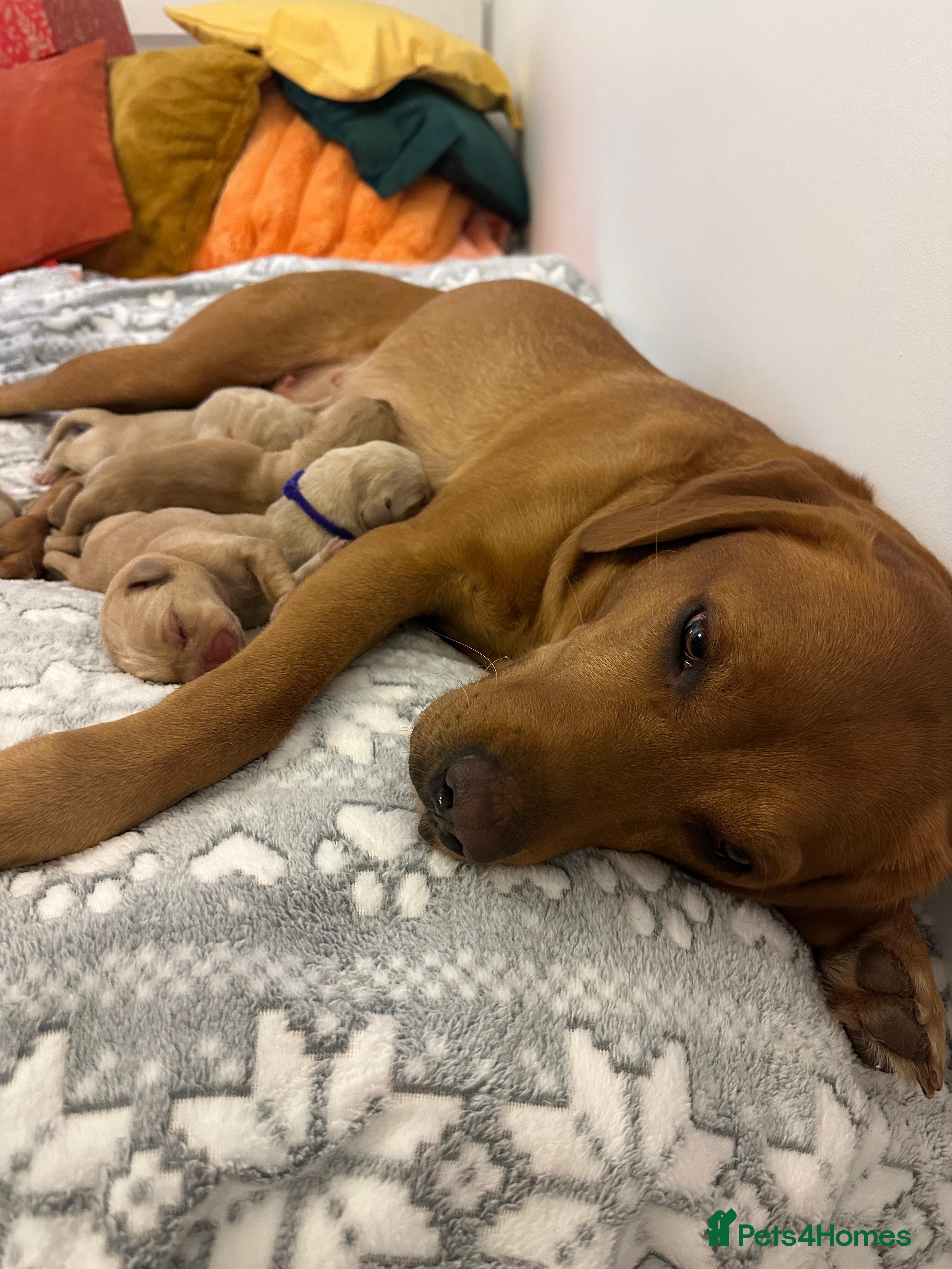 Labrador Retriever dogs Beautiful Labrador pups for sale X3 girls X3 boys - Advert 4